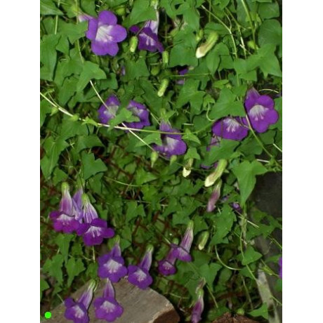 ASARINA scandens Violet Blue 50 semen