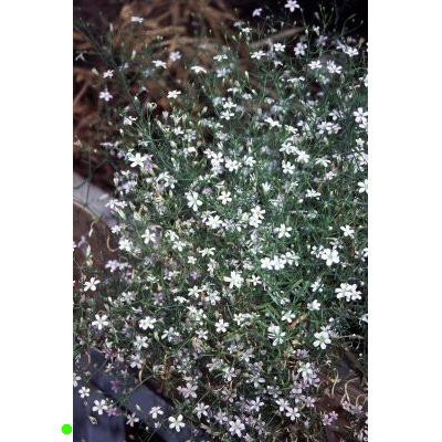 GYPSOPHILA muralis Garden Bride 200 semen
