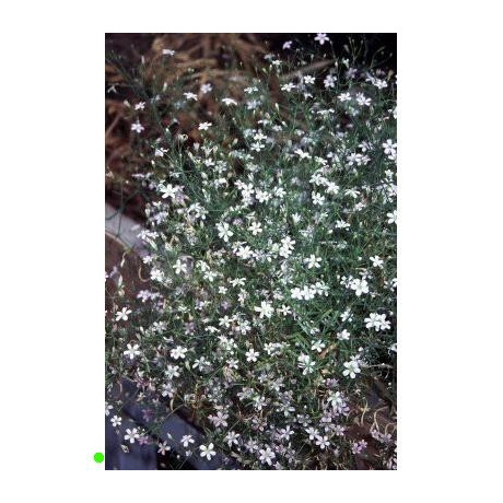 GYPSOPHILA muralis Garden Bride 200 semen