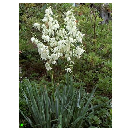 YUCCA filamentosa 8 semen