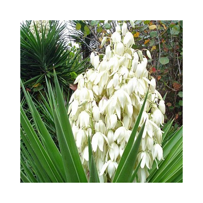 YUCCA aloifolia "Arkansas Yucca" 8 semen