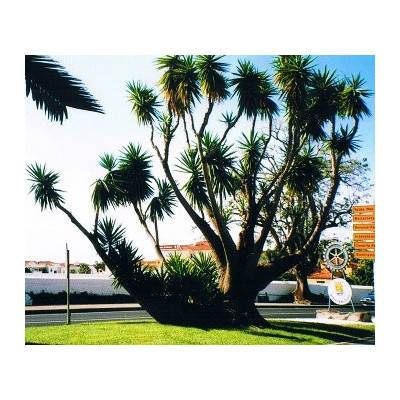 YUCCA aloifolia "Arkansas Yucca" 8 semen