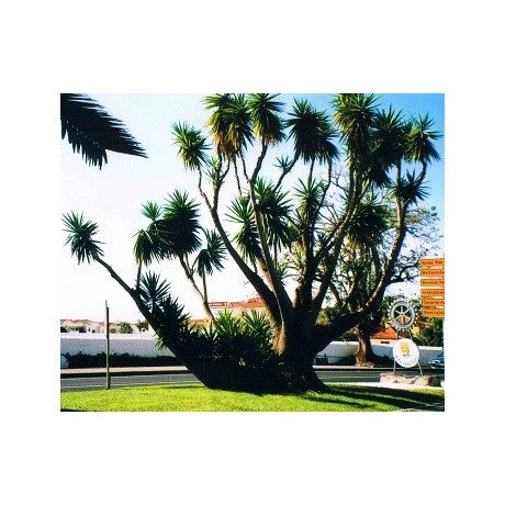 YUCCA aloifolia "Arkansas Yucca" 8 semen