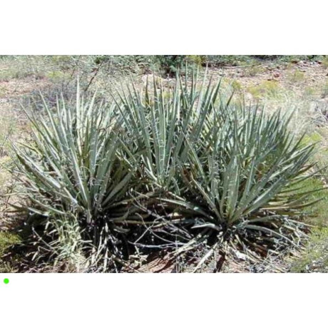 YUCCA baccata "Juka banánová" 5 semen