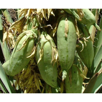YUCCA baccata "Juka banánová" 5 semen