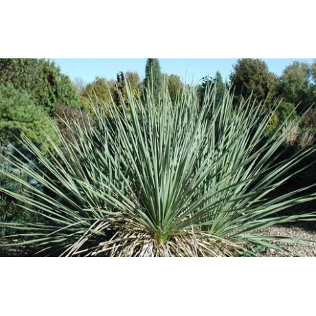 YUCCA glauca 5 semen