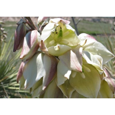 YUCCA glauca 5 semen