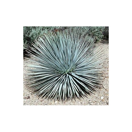 YUCCA whipplei 10 semen