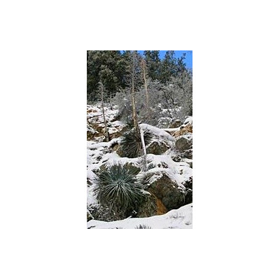 YUCCA whipplei 10 semen