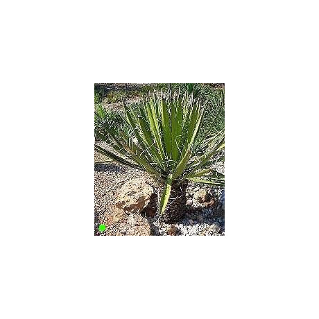 YUCCA carnerosana 8 semen