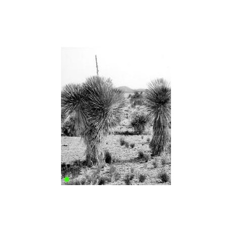 YUCCA elata "Soaptree Yucca" 8 semen