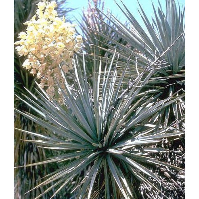 YUCCA elata "Soaptree Yucca" 8 semen