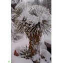 YUCCA rostrata "Beaked Yucca" 10 semen