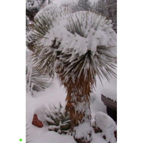YUCCA rostrata "Beaked Yucca" 10 semen