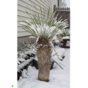 YUCCA thompsoniana "Juka Thompsonova" 10 semen