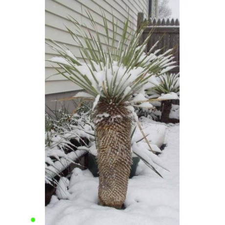 YUCCA thompsoniana "Juka Thompsonova" 10 semen