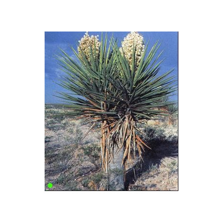 YUCCA torreyi "Spanish Dagger" 8 semen