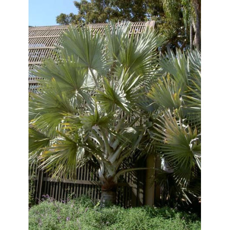 BISMARCKIA nobilis (Silver) 1 semeno