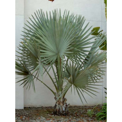 BISMARCKIA nobilis (Silver) 1 semeno