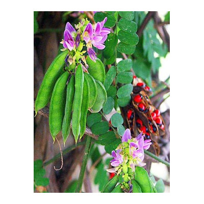 ABRUS precatorius "Coral Bead vine"  5 semen