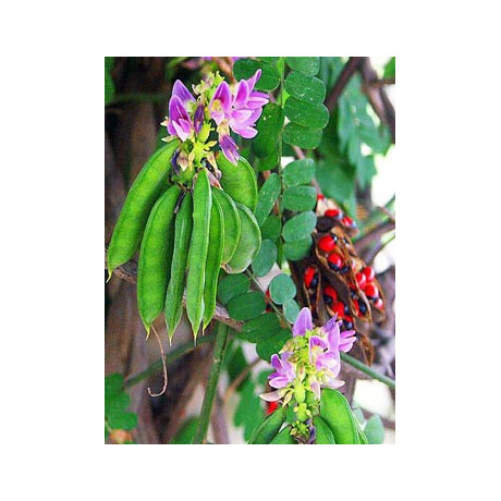 ABRUS precatorius "Coral Bead vine"  5 semen