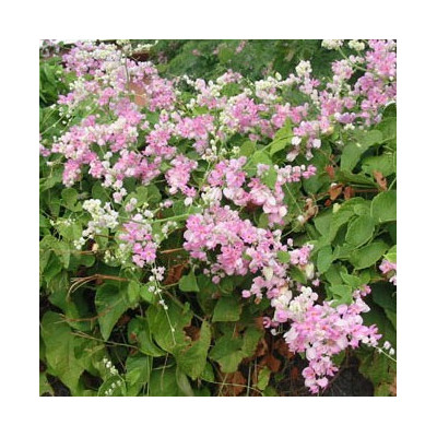 ANTIGONON  leptopus Pink „Coral Vine“ 5 semen