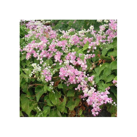 ANTIGONON  leptopus Pink „Coral Vine“ 5 semen