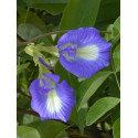 CLITORIA ternatea 10 semen