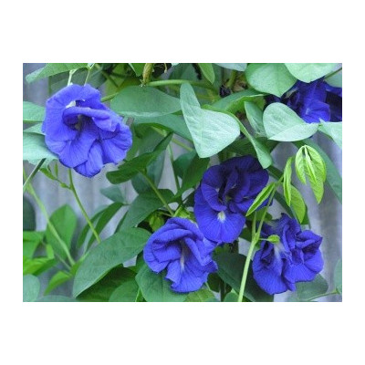 CLITORIA ternatea double 5 semen