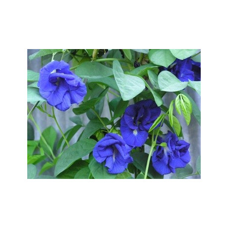 CLITORIA ternatea double 5 semen
