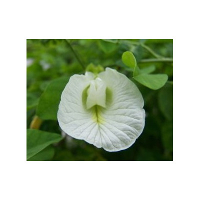 CLITORIA ternatea alba 2 semena