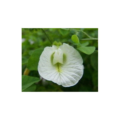 CLITORIA ternatea alba 2 semena