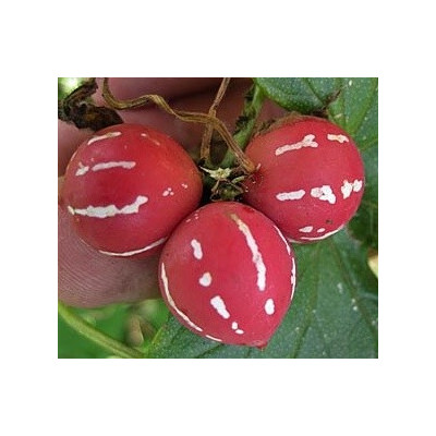 DIPLOCYCLOS palmatus "Lollipop Vine" 2 semena