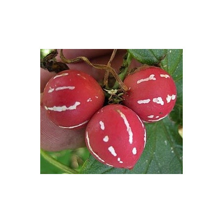 DIPLOCYCLOS palmatus "Lollipop Vine" 2 semena