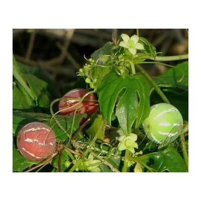 DIPLOCYCLOS palmatus "Lollipop Vine" 2 semena