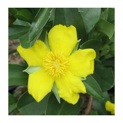 HIBBERTIA scandens "Snake vine"  5 semen