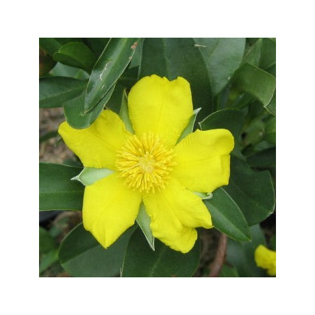 HIBBERTIA scandens "Snake vine"  5 semen
