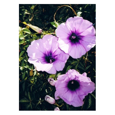 IPOMOEA cairica (I. palmata) 10 semen