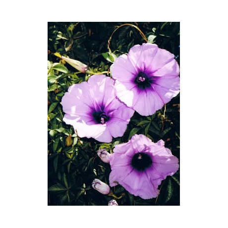 IPOMOEA cairica (I. palmata) 10 semen