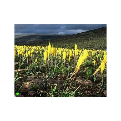 BULBINELLA nutans 5 semen 