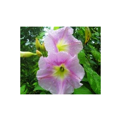 IPOMOEA sepacuitensis 5 semen