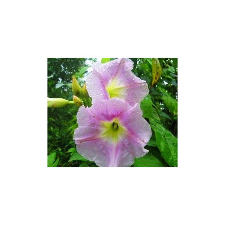 IPOMOEA sepacuitensis 5 semen