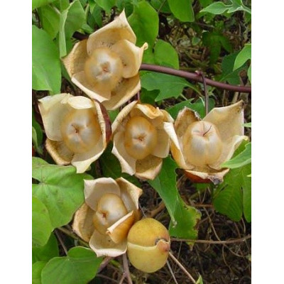 MERREMIA tuberosa 3 semena 