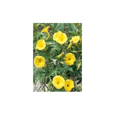 MERREMIA tuberosa 3 semena 