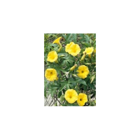 MERREMIA tuberosa 3 semena 