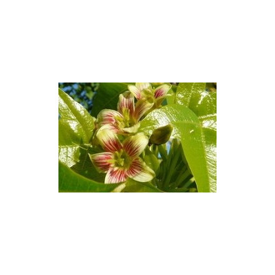 JATROPHA mahafalensis "Madagaskarská jatrofa " 2 semena