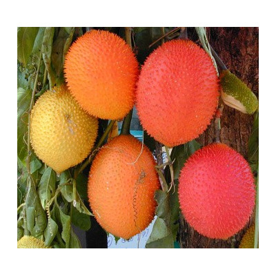 MOMORDICA cochinchinensis 1 semeno