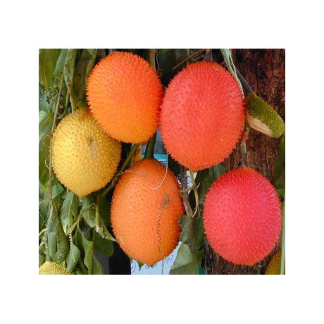 MOMORDICA cochinchinensis 1 semeno