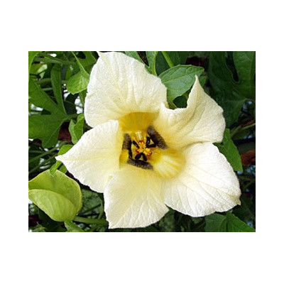 MOMORDICA cochinchinensis 1 semeno