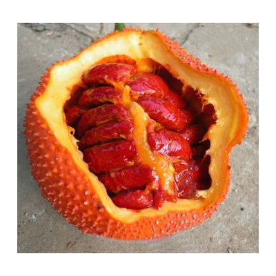 MOMORDICA cochinchinensis 1 semeno